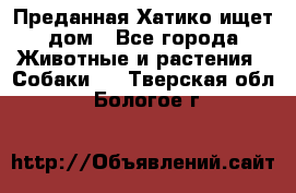 Преданная Хатико ищет дом - Все города Животные и растения » Собаки   . Тверская обл.,Бологое г.